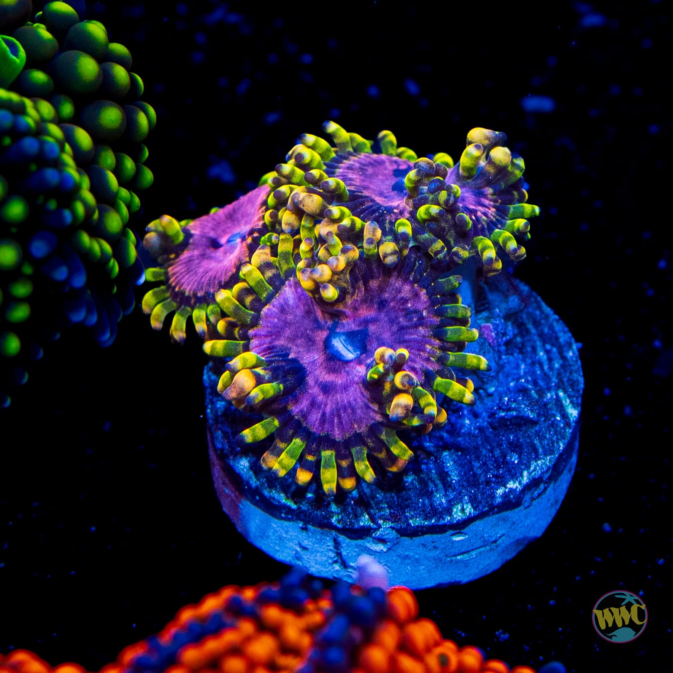 WWC Purple Monsters Zoanthids