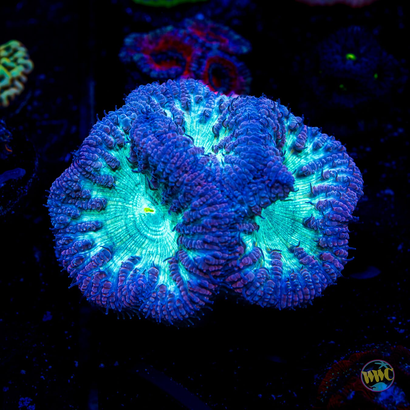 XL Neon Blastomussa