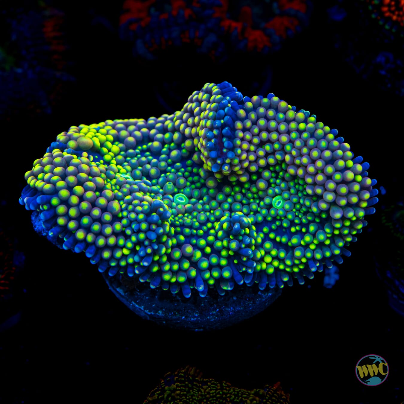 Grafted Sunsplash Ricordea Mushroom