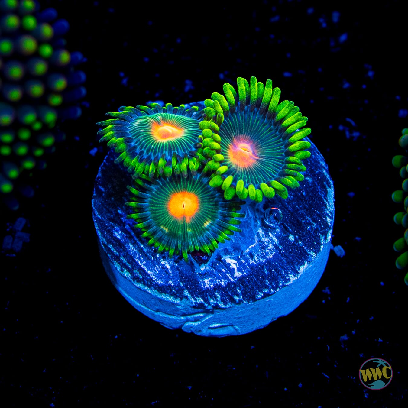 WWC Campfire Zoanthids