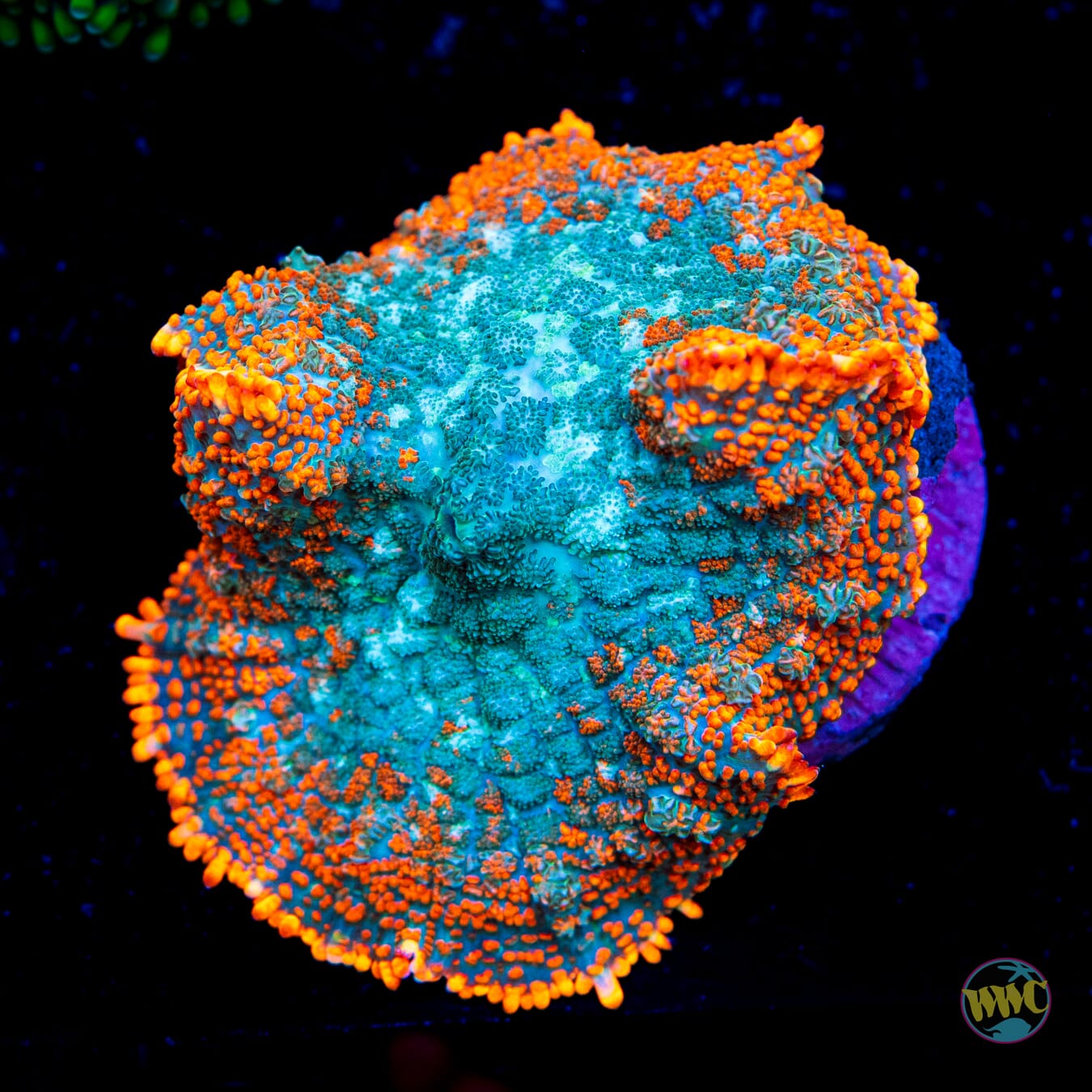 Dr Strange Rhodactis Mushroom