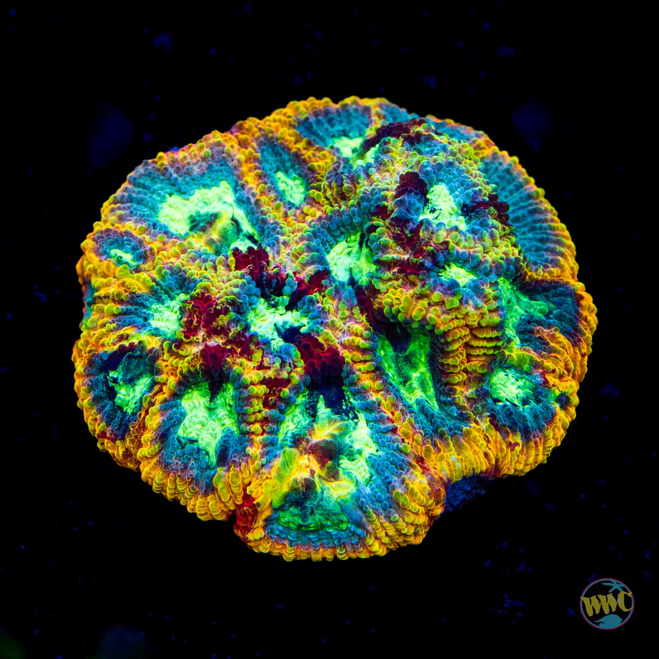 Yellow Submarine Favia