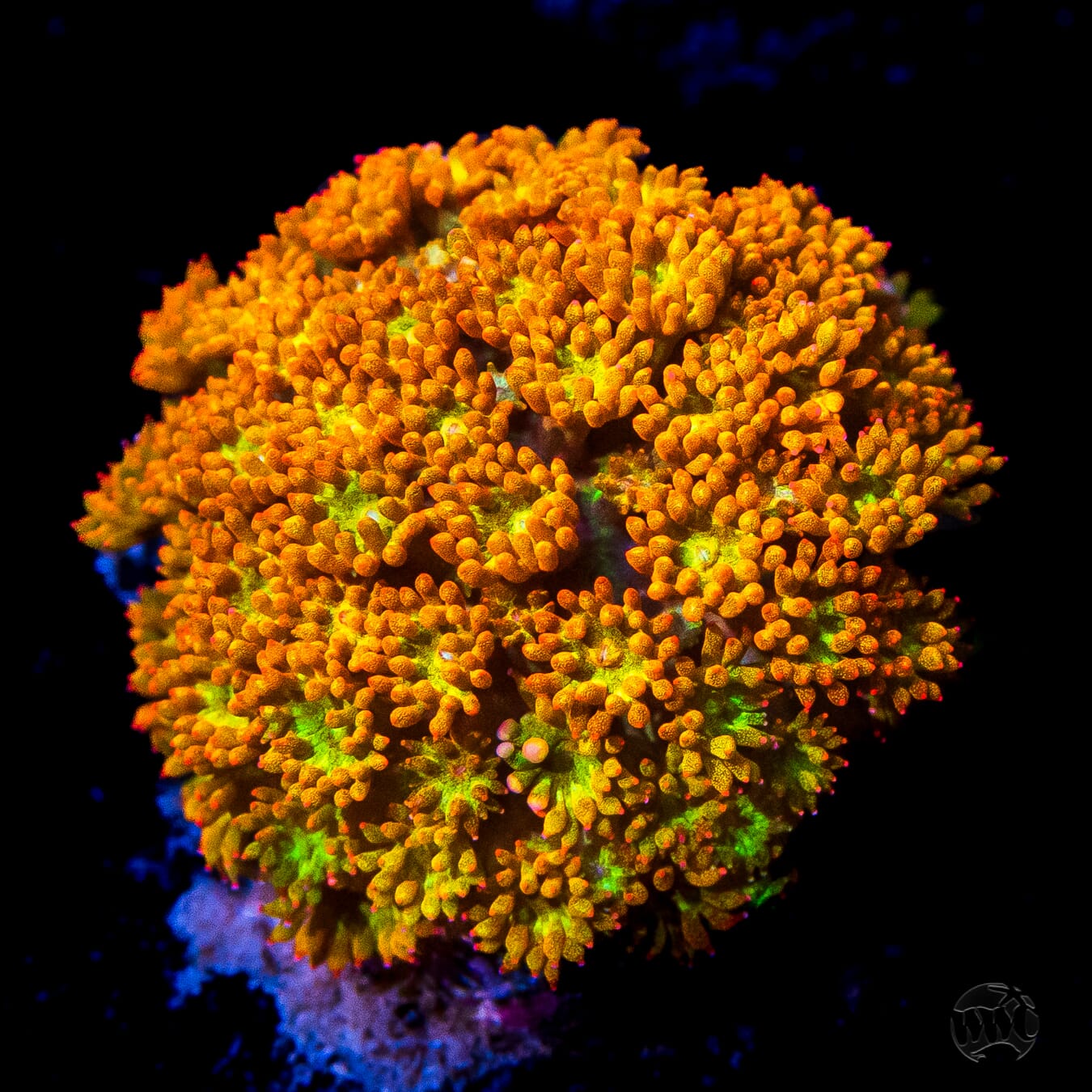 WWC Captain Crunch Micro Goniopora Coral