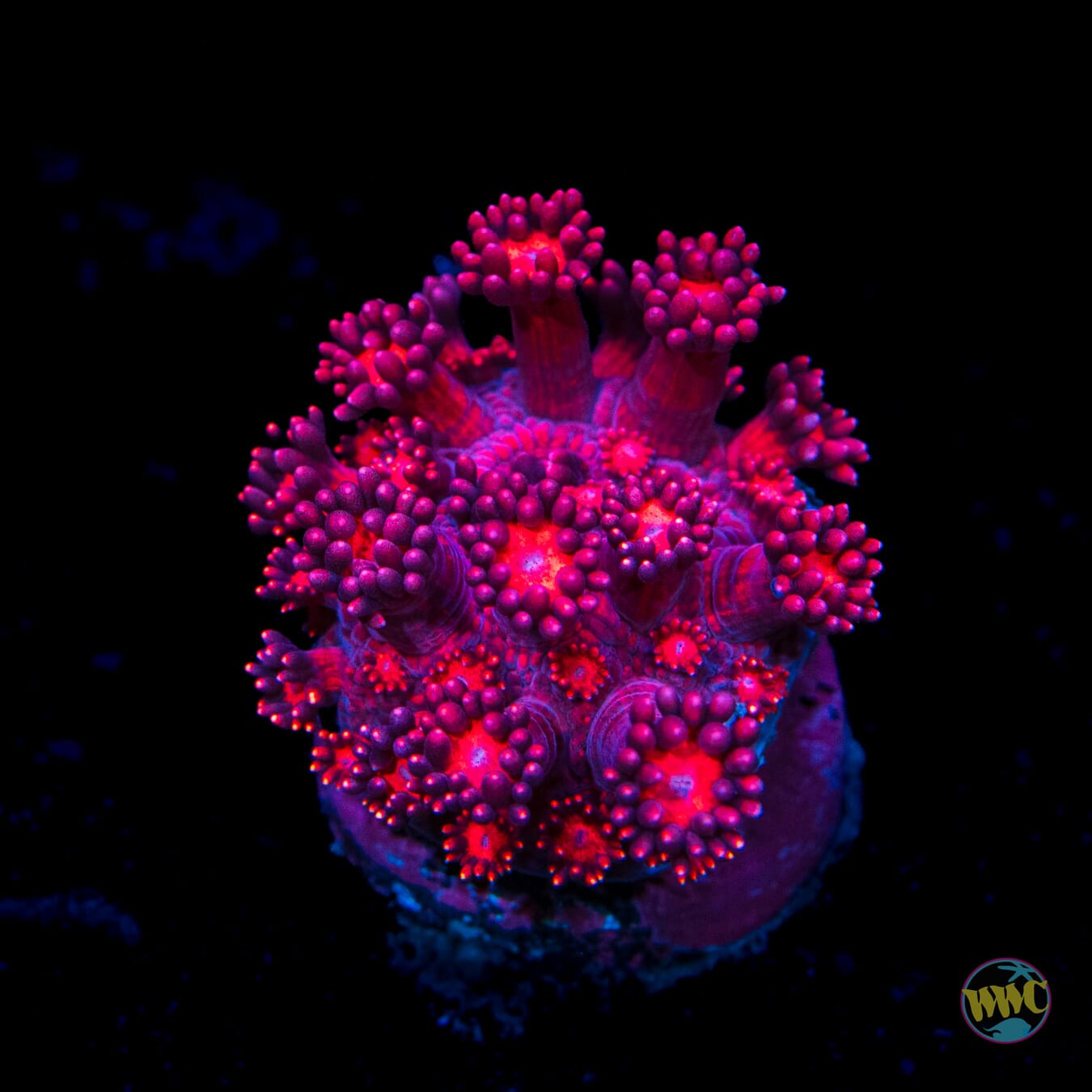 WWC Cherry Red Goniopora