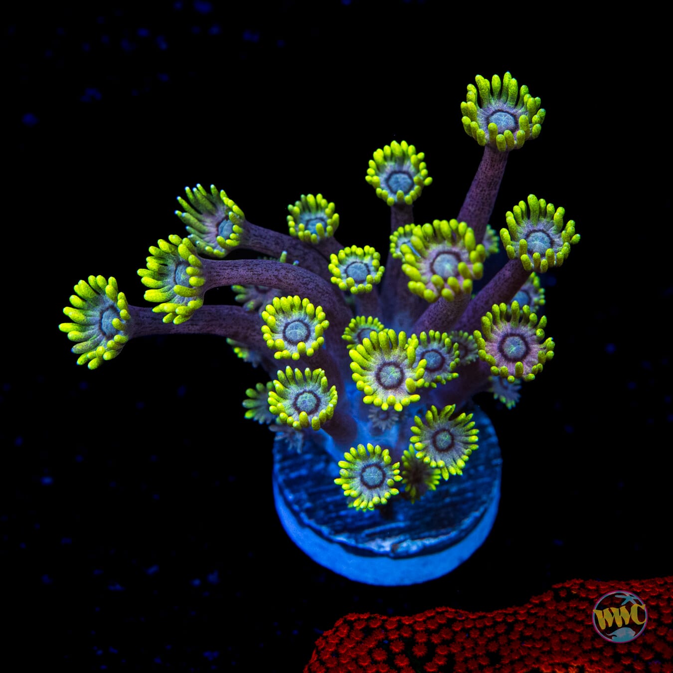 Hail Hydra Goniopora