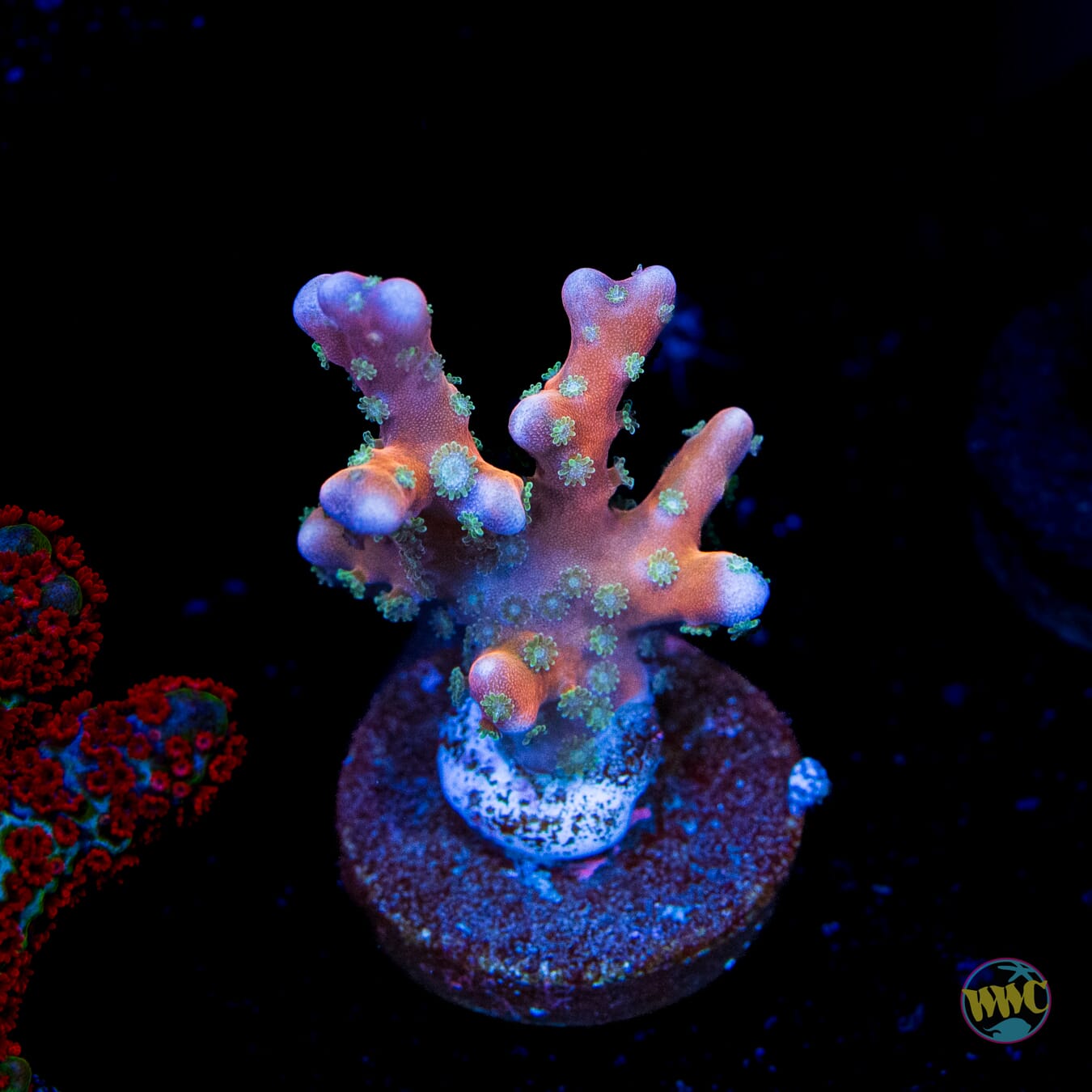RR Tropicana Anacropora