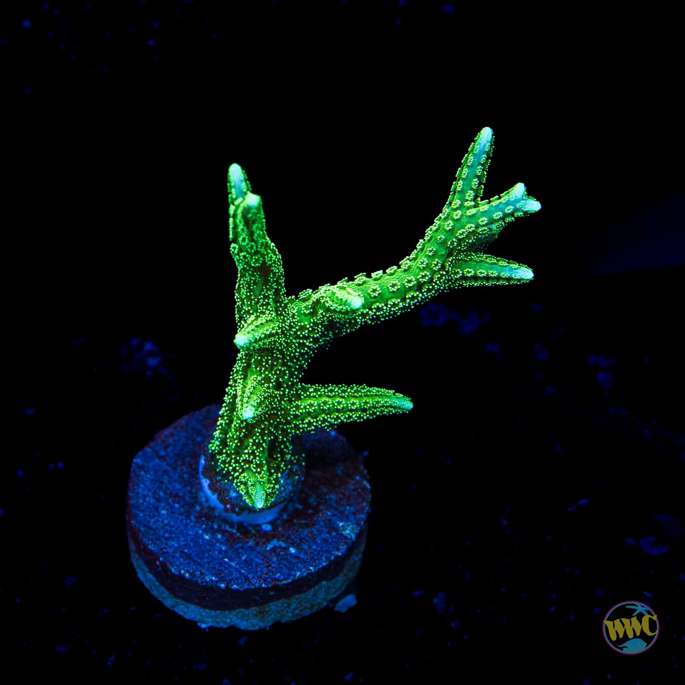 RW Jade Dragon Birdsnest