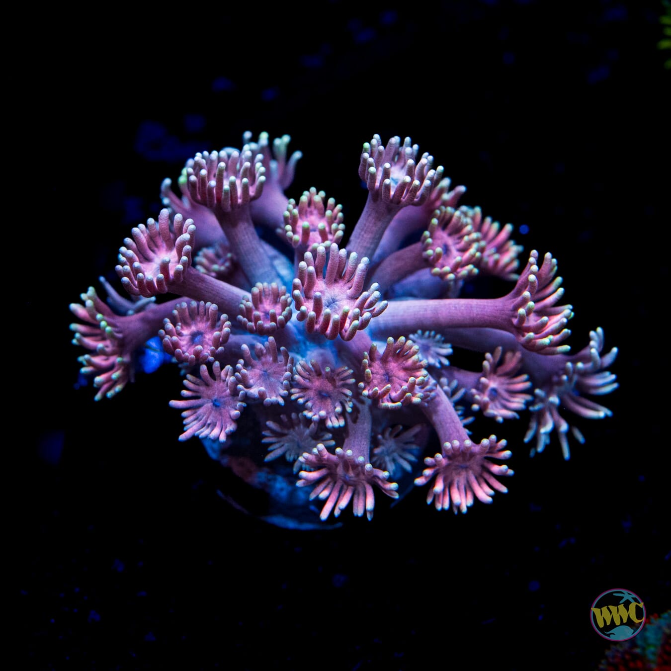 Plum Juice Goniopora