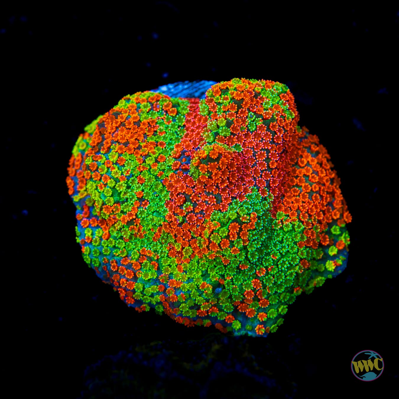 Jason Fox Dizzy Spell Montipora