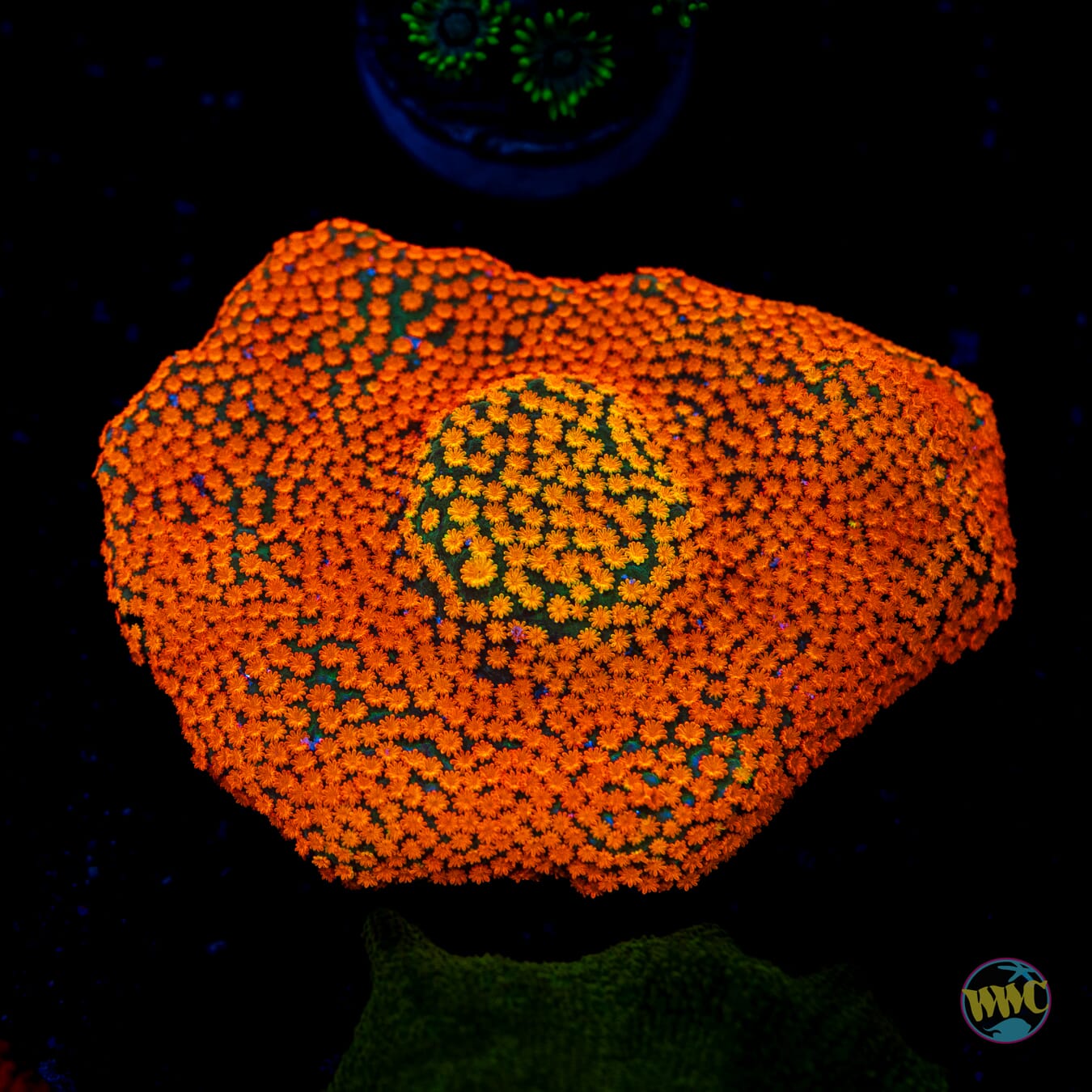 Rainbow Montipora