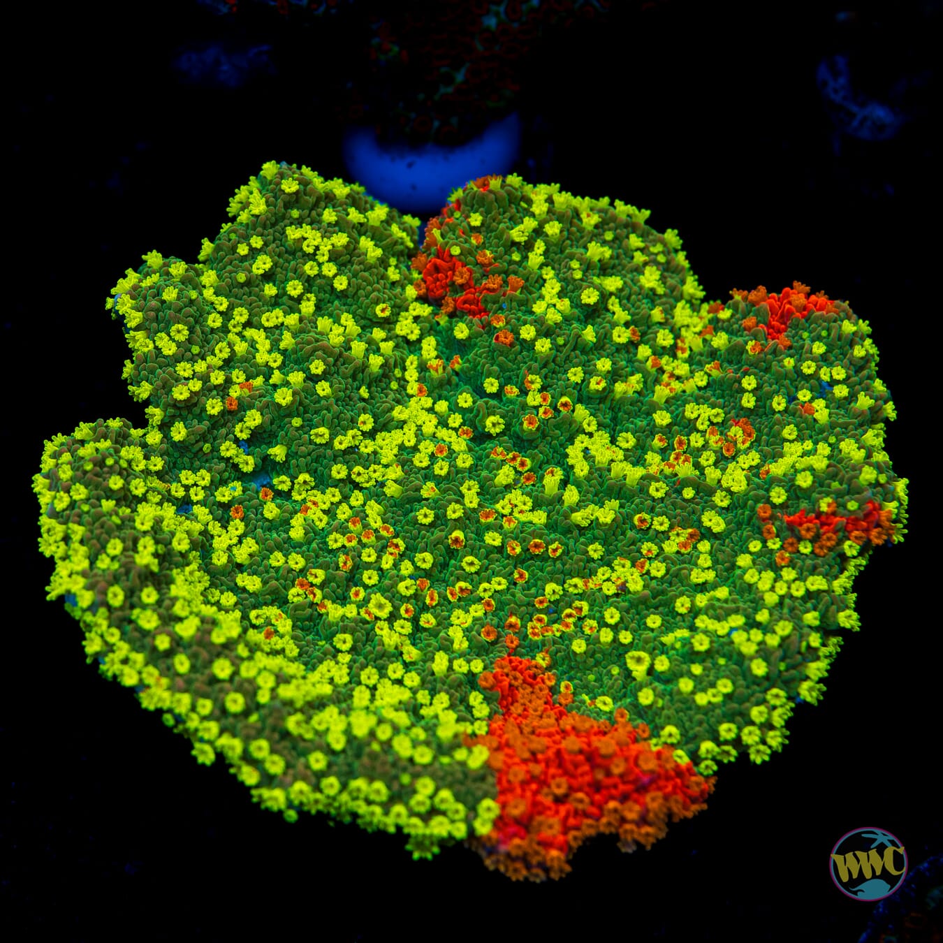 WWC Sunfire Grafted Cap Montipora