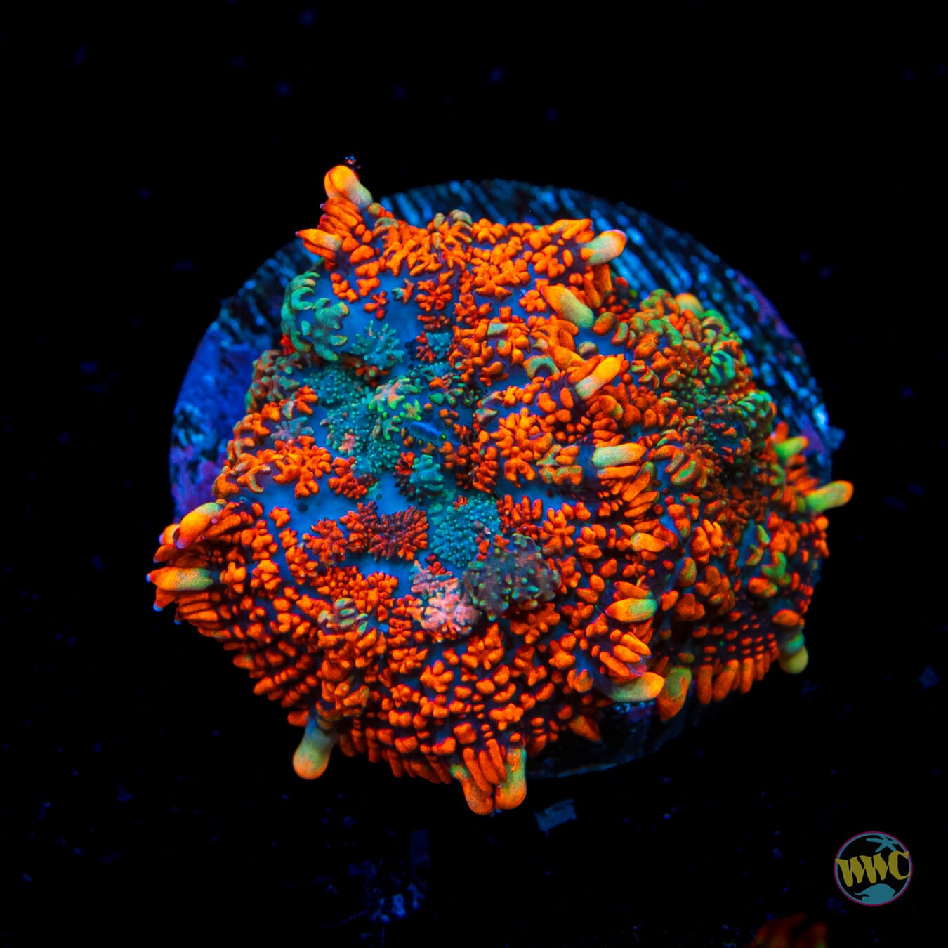 Fully Baked Rhodactis Mushroom