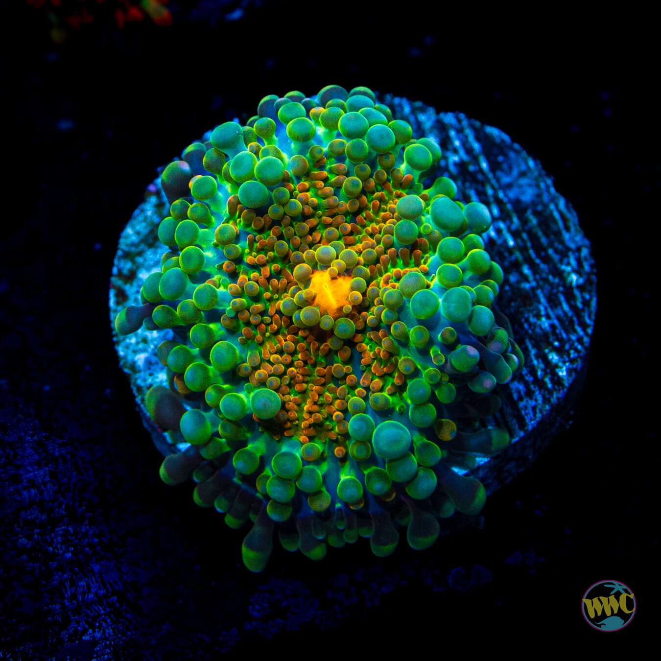 Tropical Sunrise Yuma Mushroom