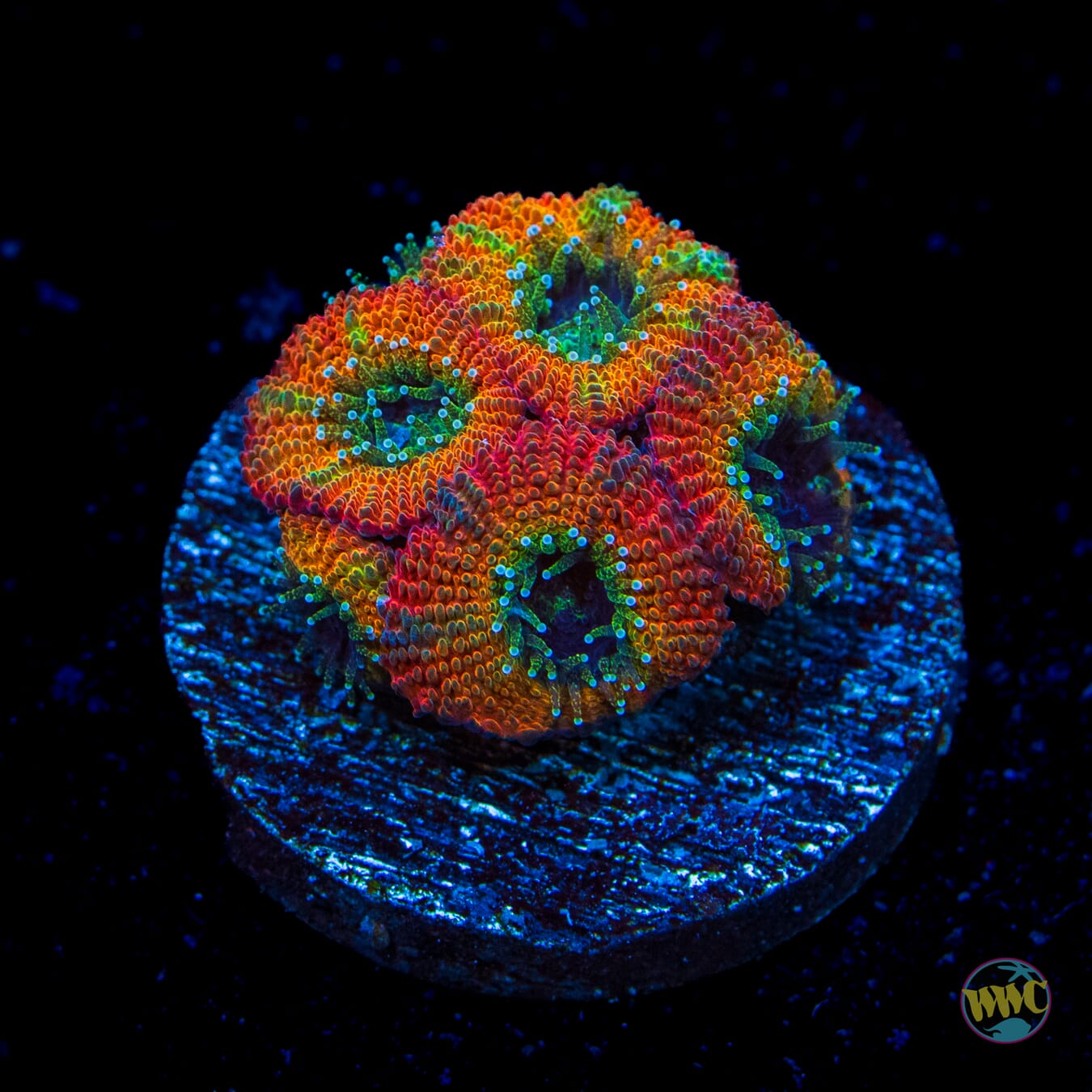 WWC Blood Orange Micromussa