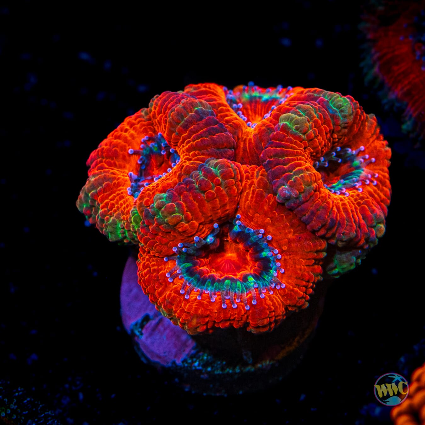 Forest Fire Aussie Lord