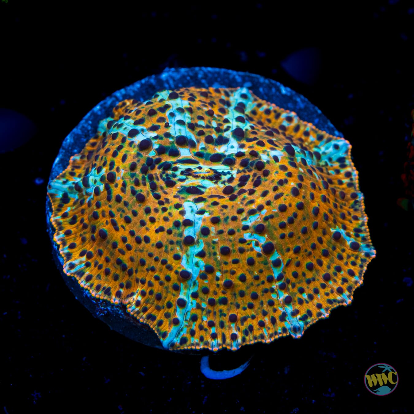 Tiger Eye Disco Mushroom