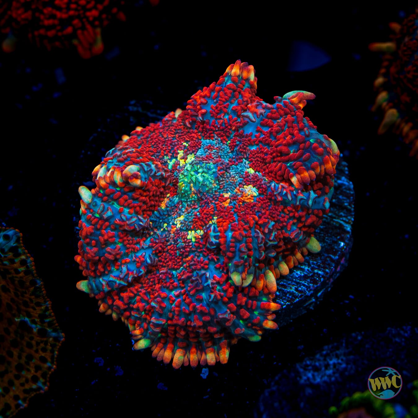 Superman Rhodactis Mushroom