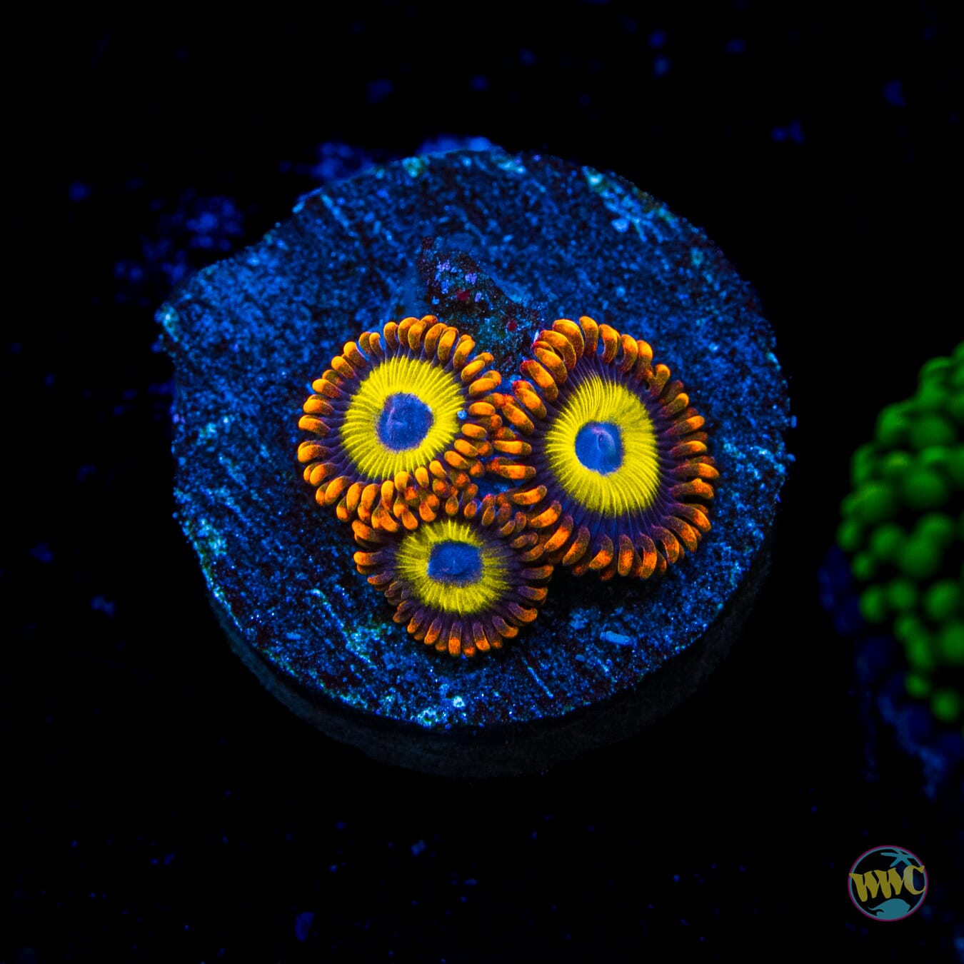 Fruit Loopz Zoanthids