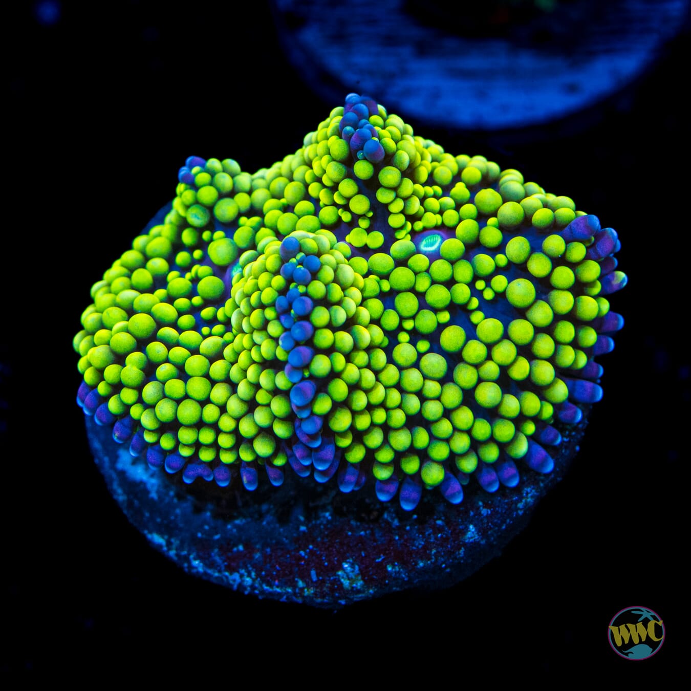 Nuclear Neon Ricordea Mushroom