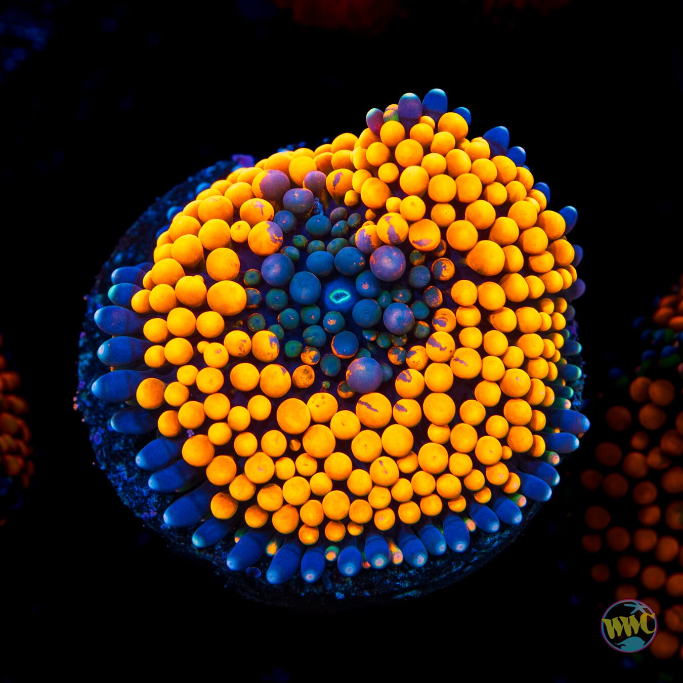 Blueberry Ring Ricordea Mushroom