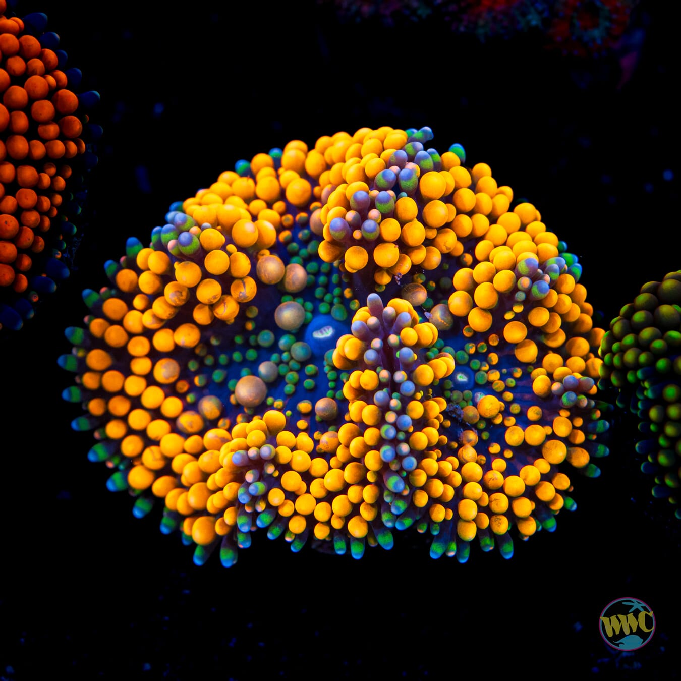 Teal Ring Ricordea Mushroom