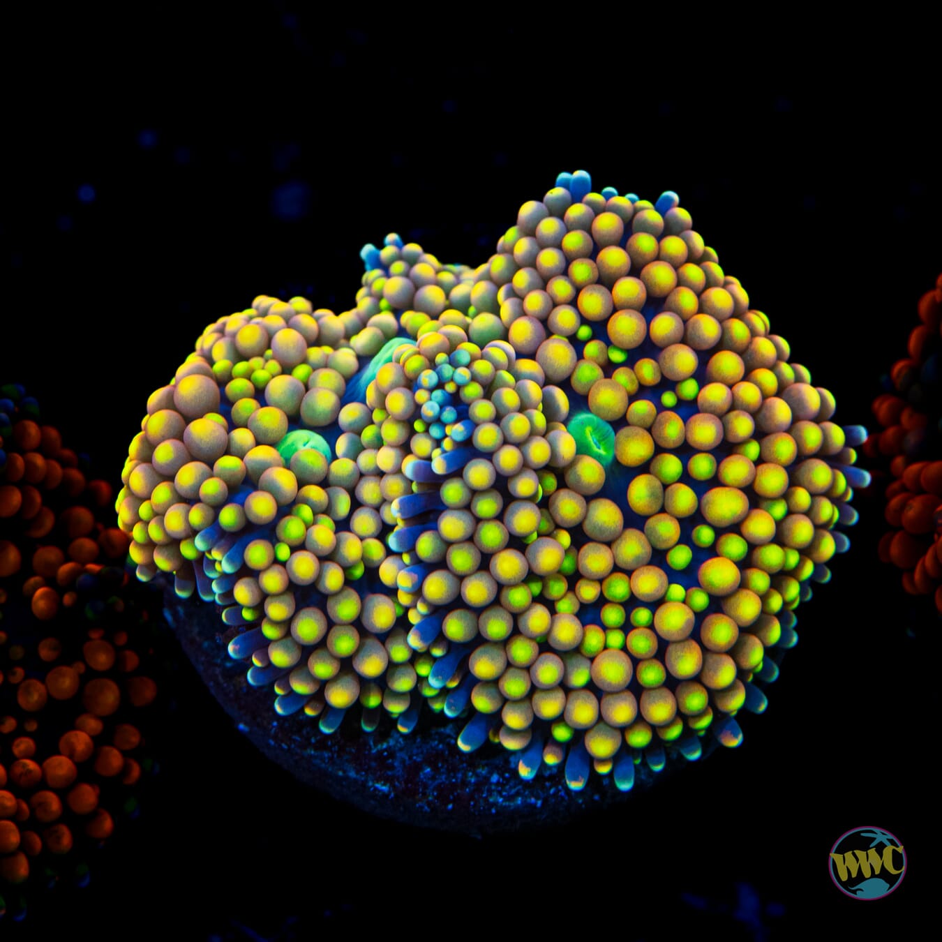 Citrus Explosion Ricordea Mushroom