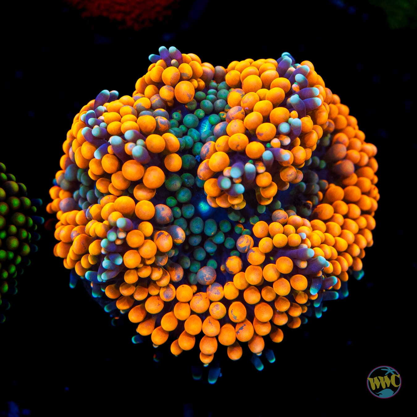 Tangerine Bliss Ricordea Mushroom