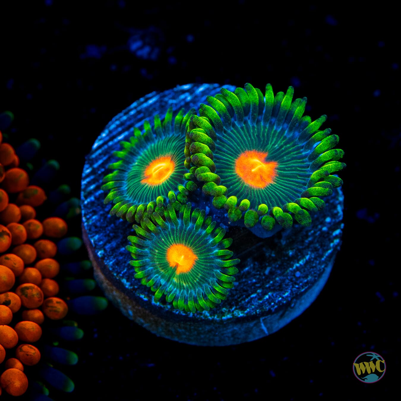 WWC Campfire Zoanthids