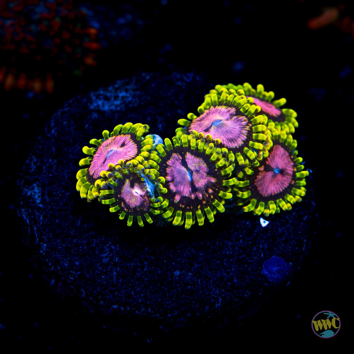 WWC Purple Monsters Zoanthids