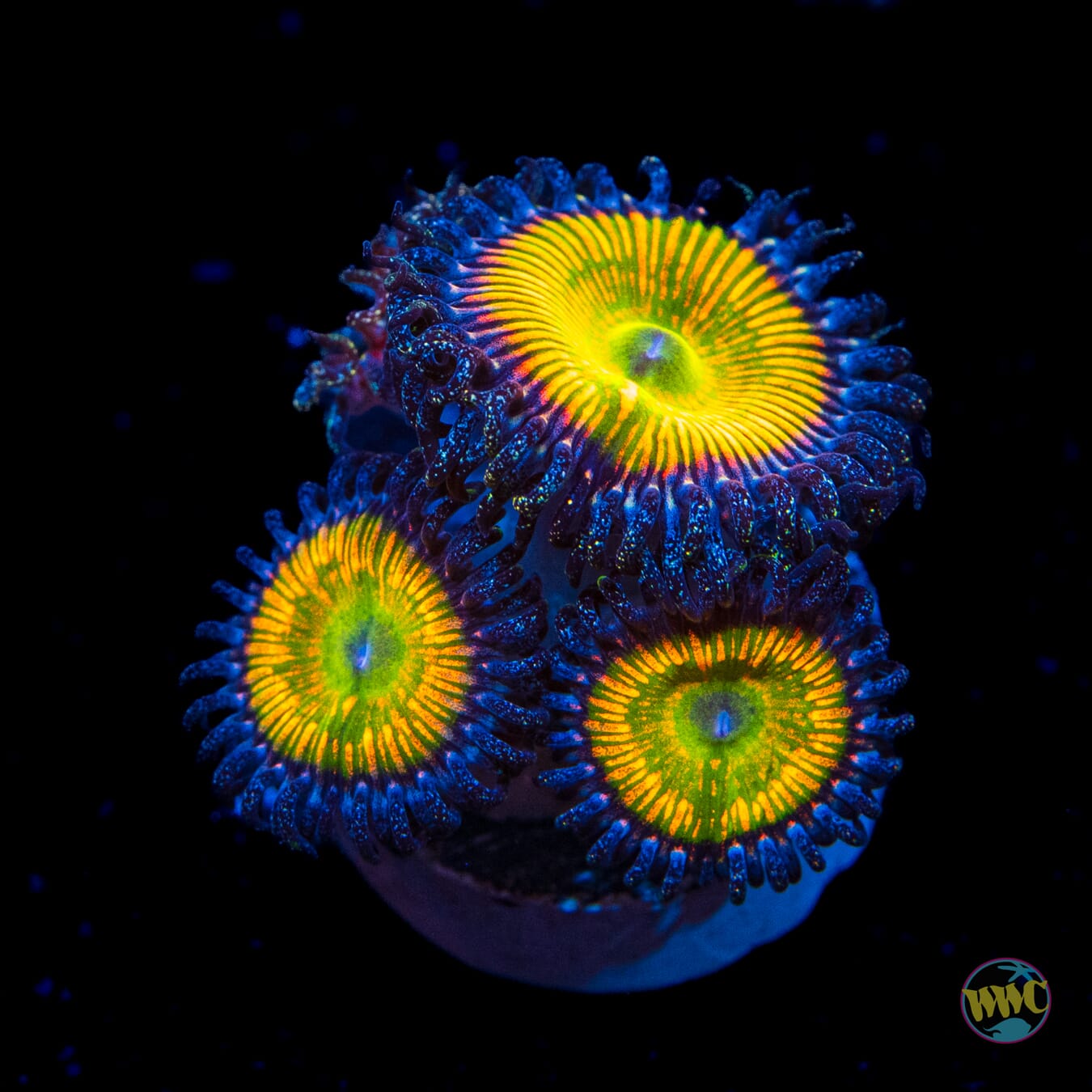 Sunny D Zoanthids