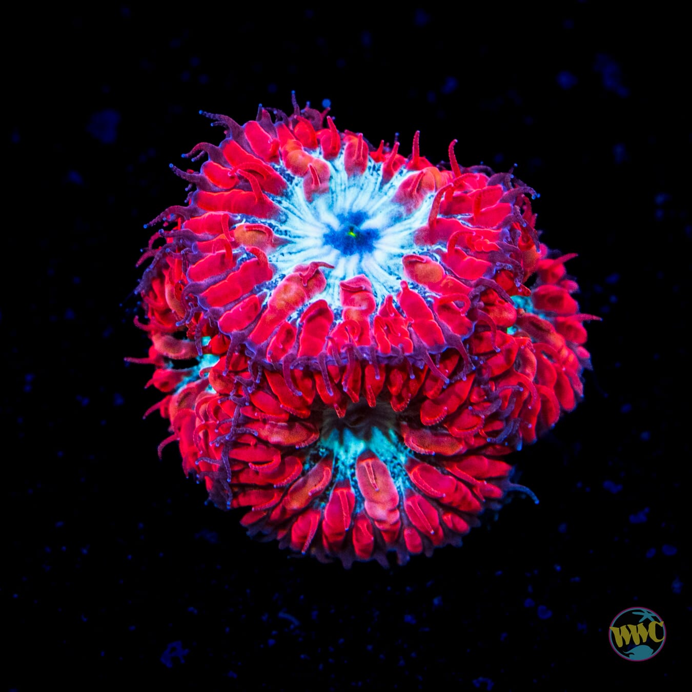 WWC Superman Merletti Blastomussa