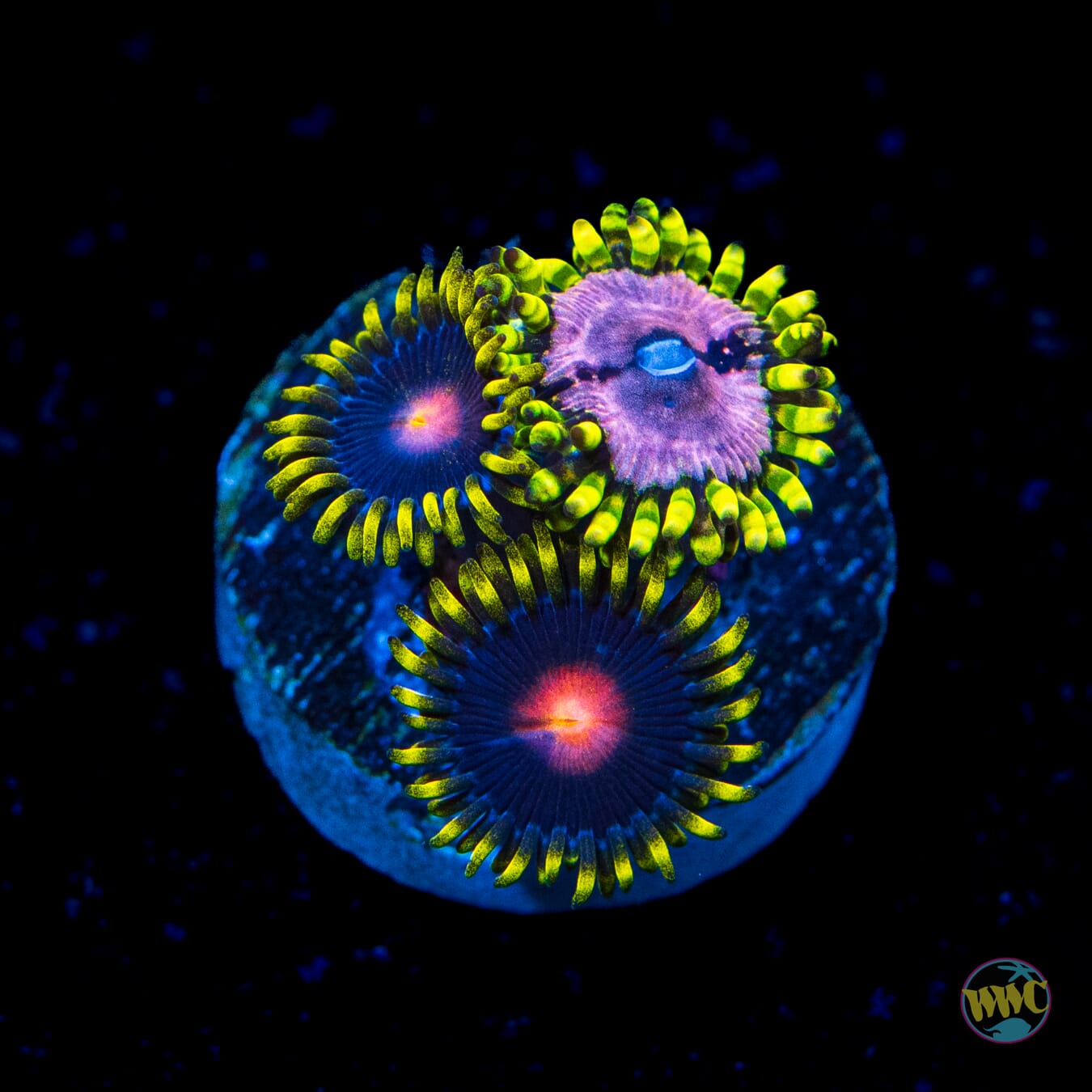 WWC Peacock Nipples and Purple Monsters Combo Zoanthids