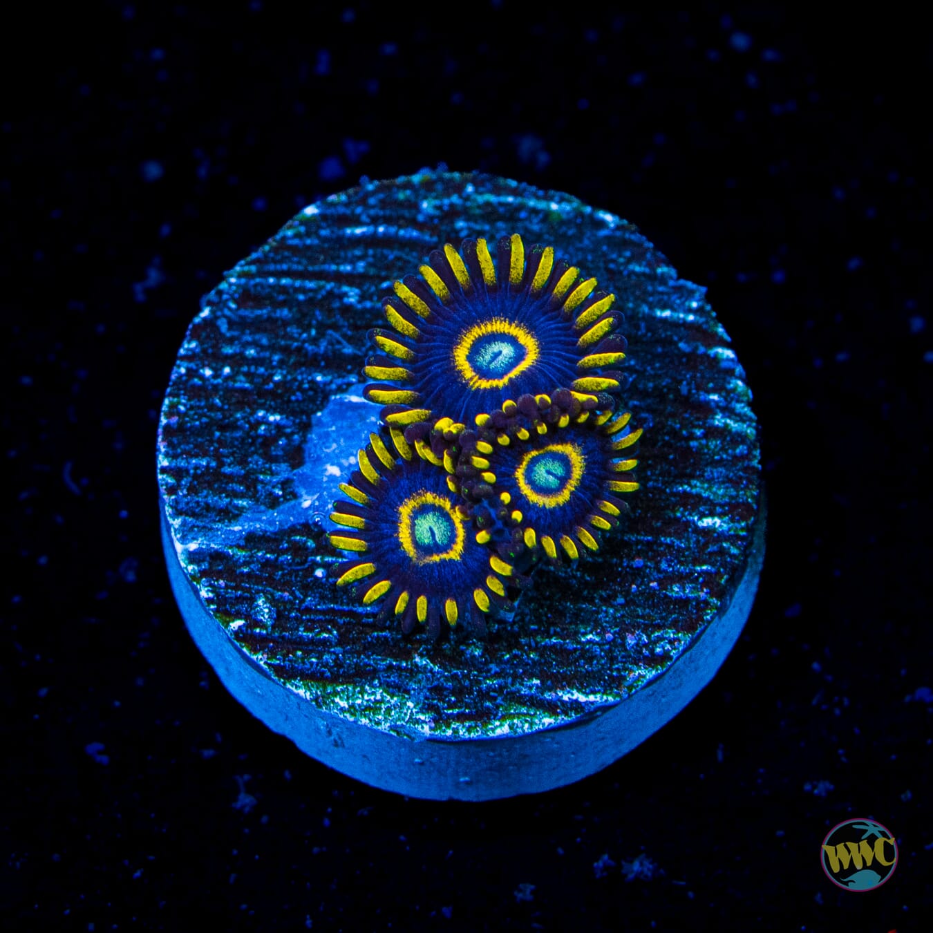 Blue Hornet Zoanthids