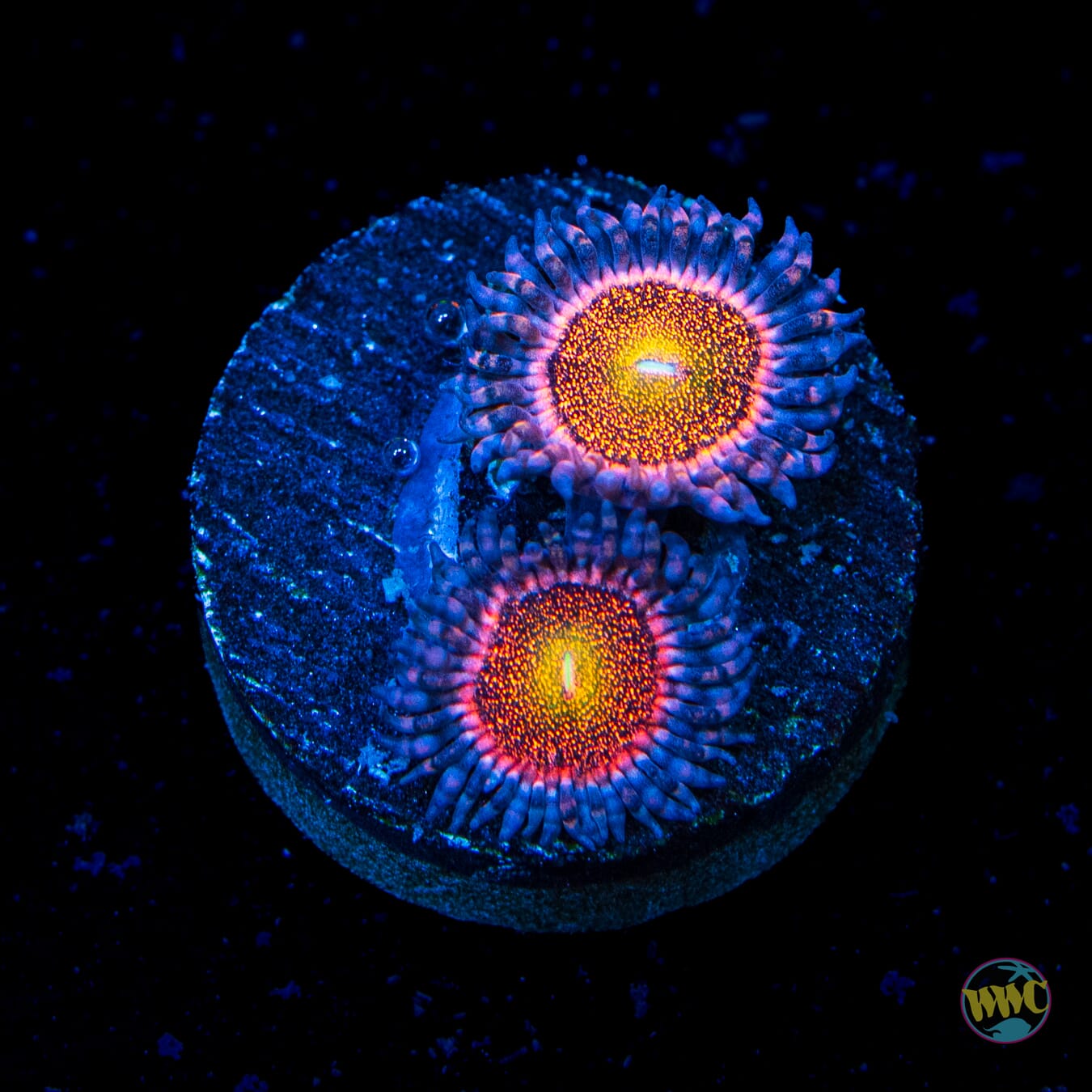 WWC Mohawk Zoanthids