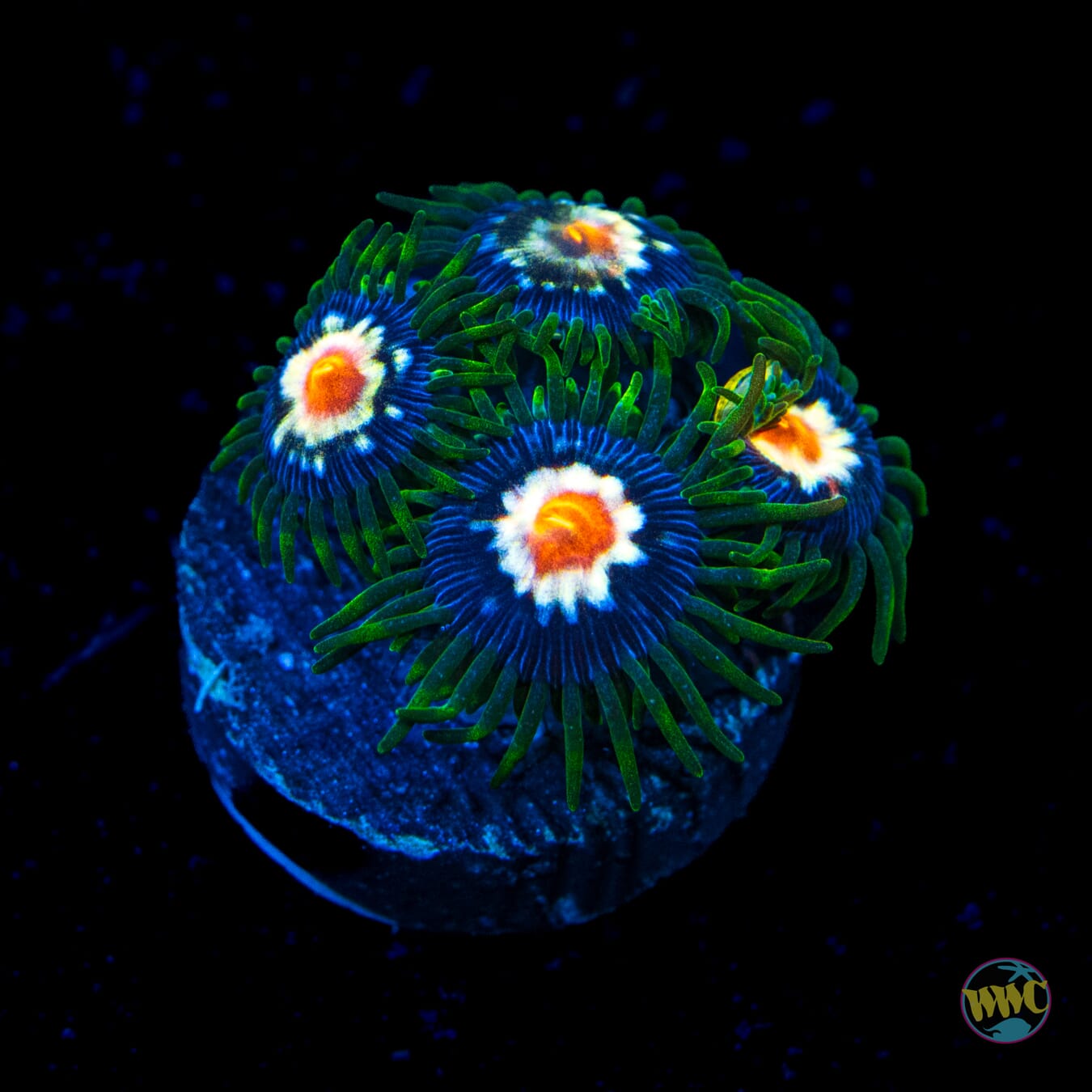 Jason Fox Stargazer Zoanthids