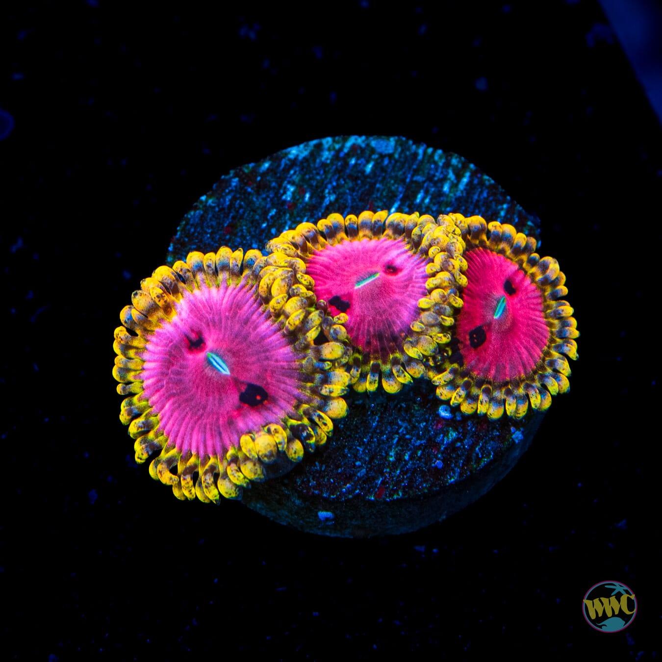 RR Pink Diamond Zoanthids