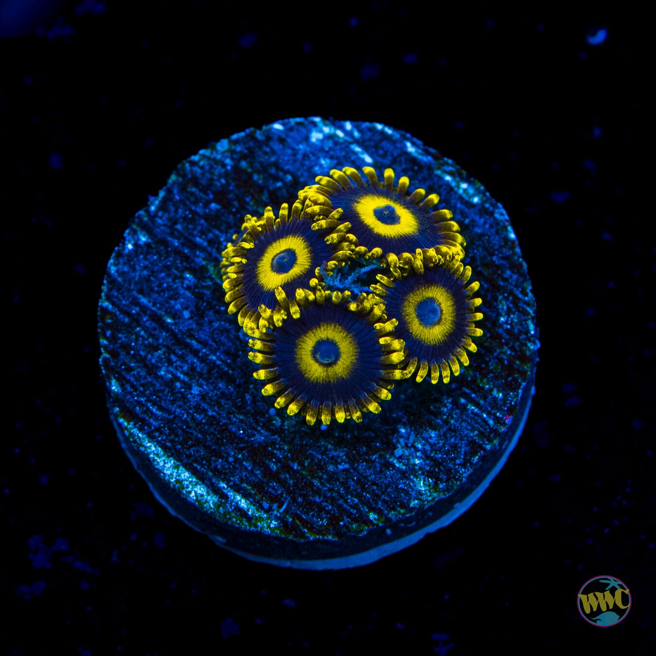 WWC Old Yeller Zoanthids