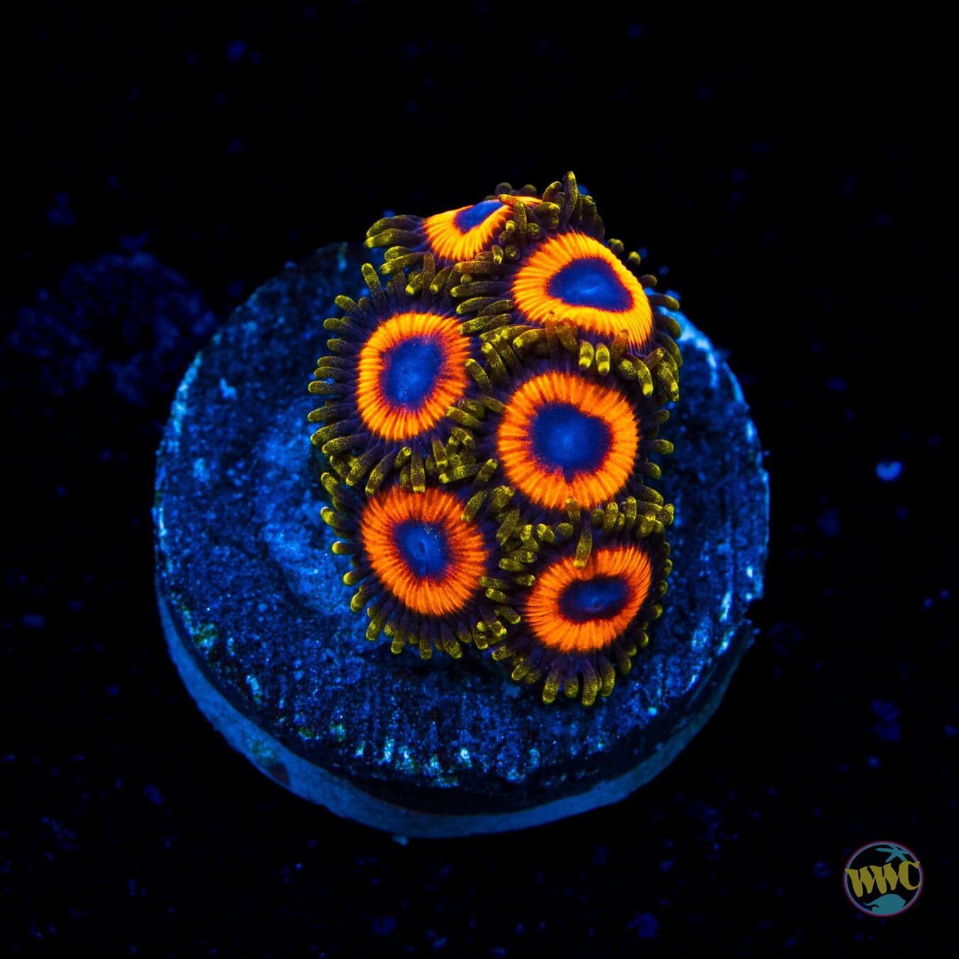 Jungle Juice Zoanthids