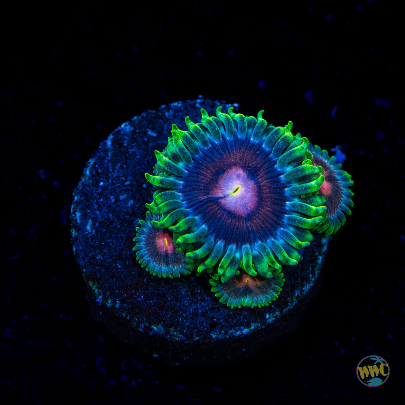 WWC Lucky Kentucky Zoanthids
