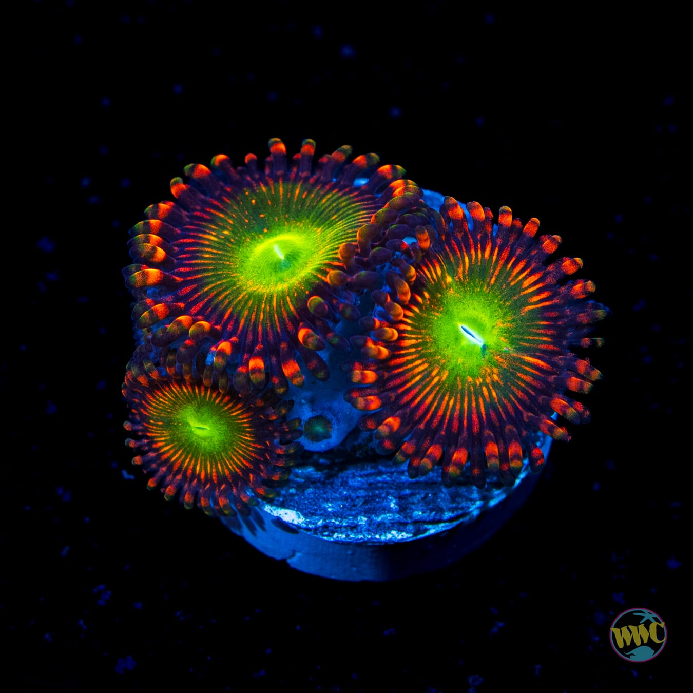 Bowser Zoanthids