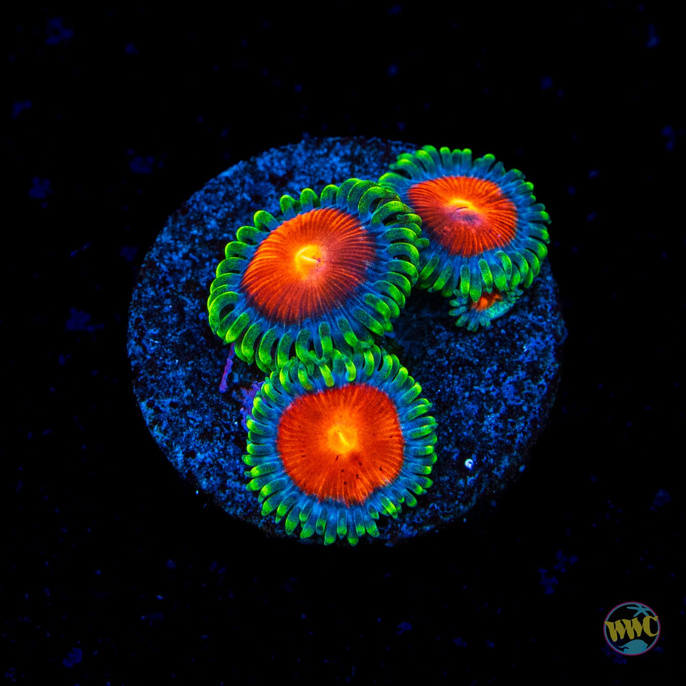 WWC Elemental Fury Zoanthids