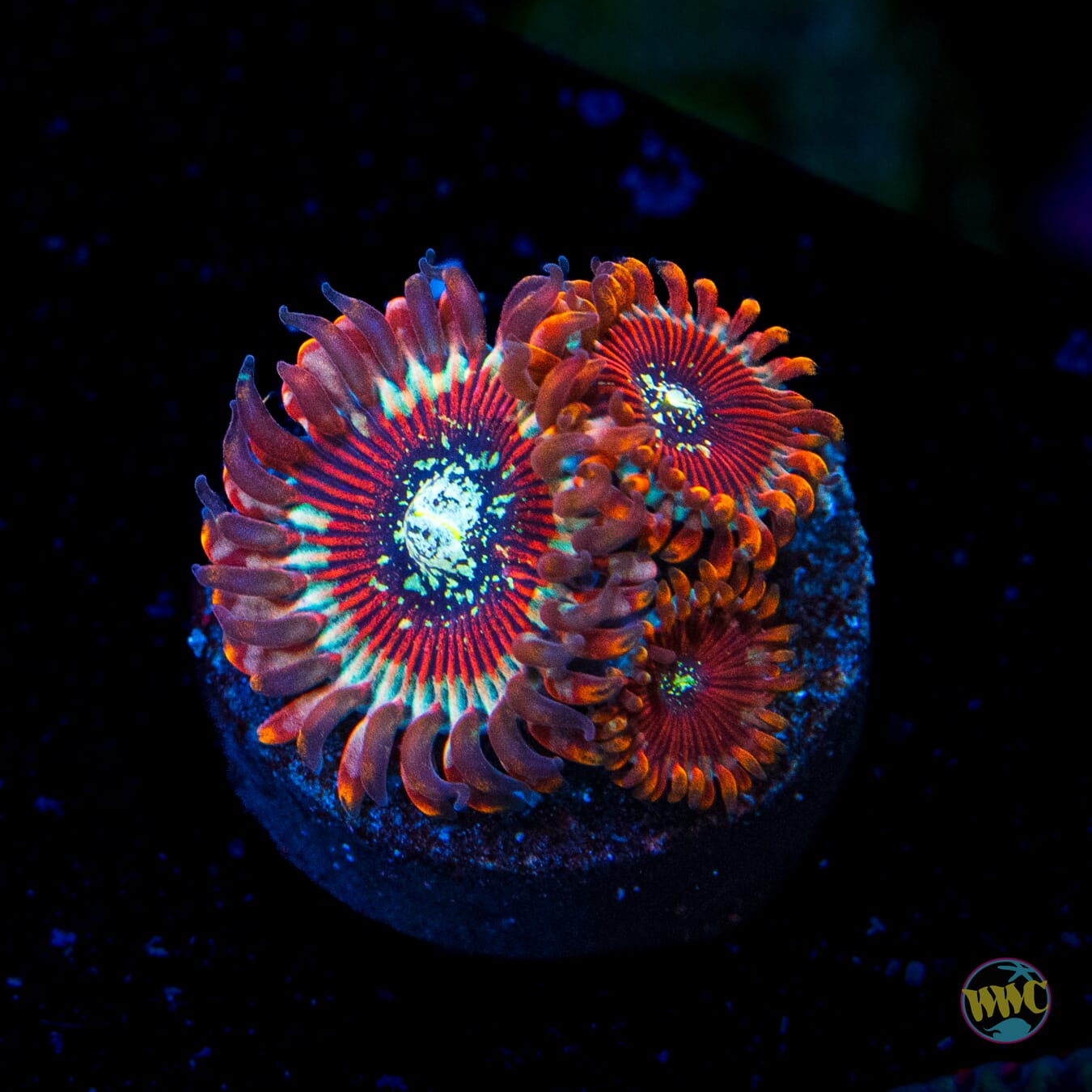 Magician Zoanthids