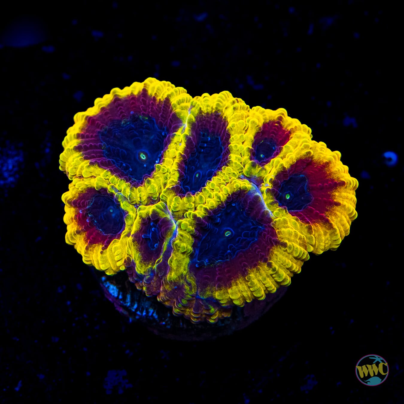 WWC Hot Wheels Favia