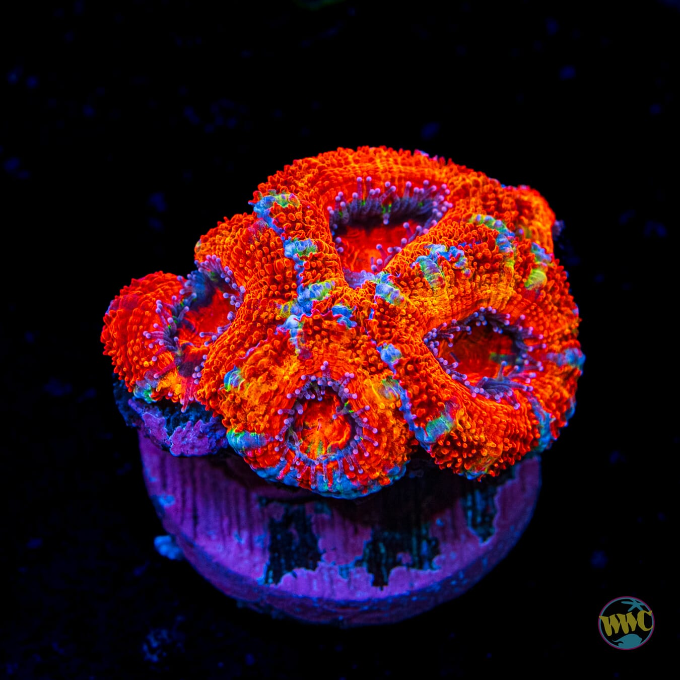 Boinkerz Aussie Lord