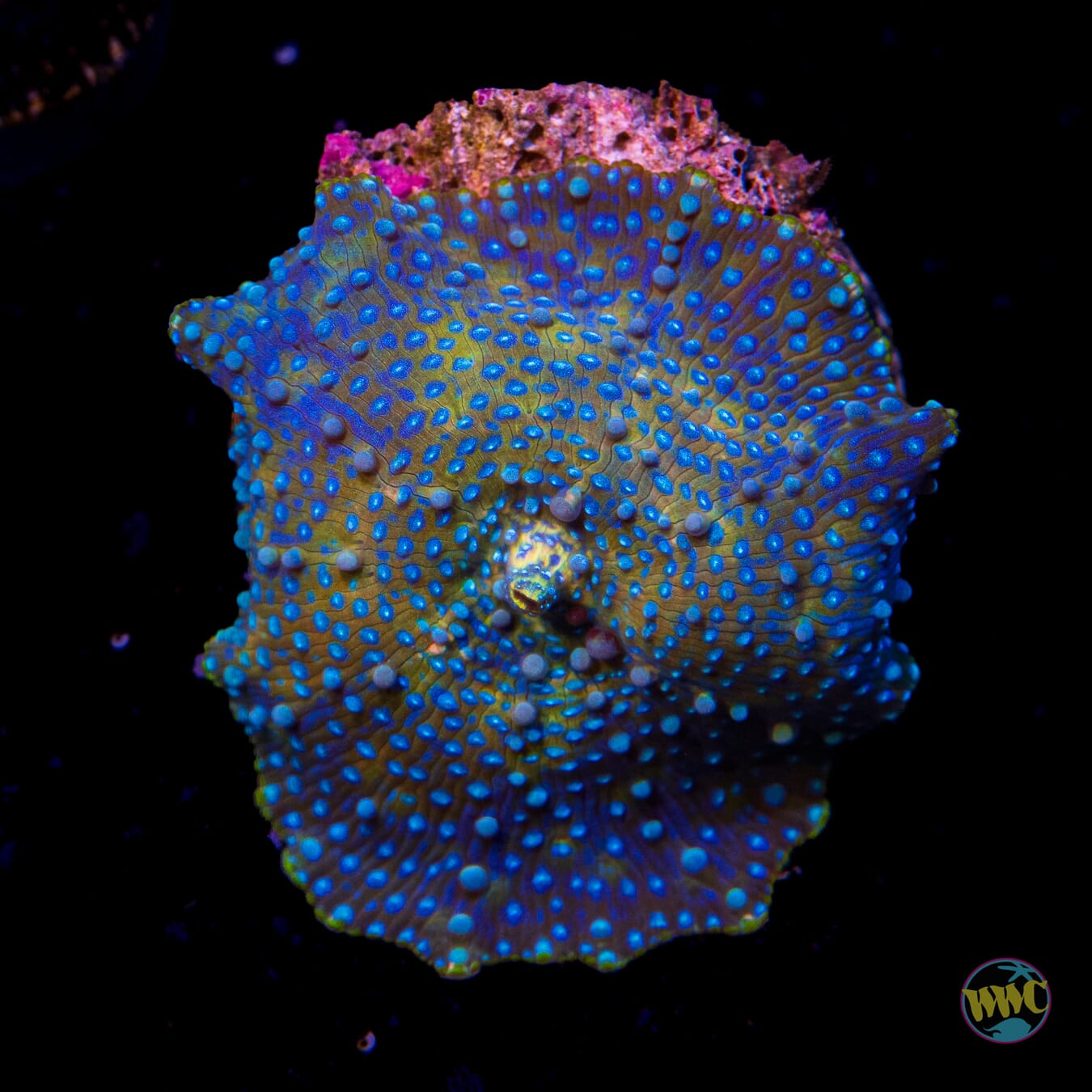 Falling Iguana Discosoma Mushroom