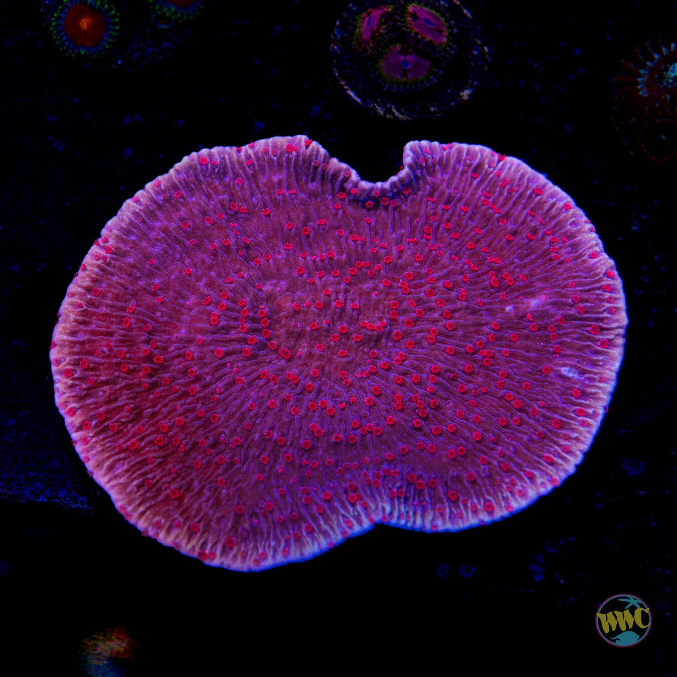 Red Roses Cap Montipora