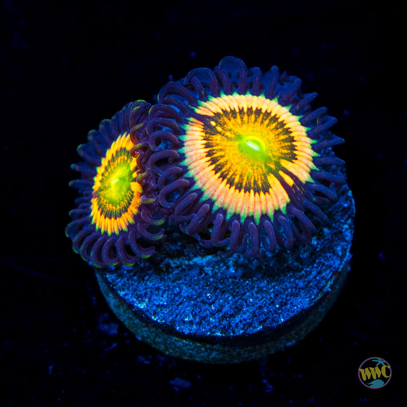 Citrus Cooler Zoanthids