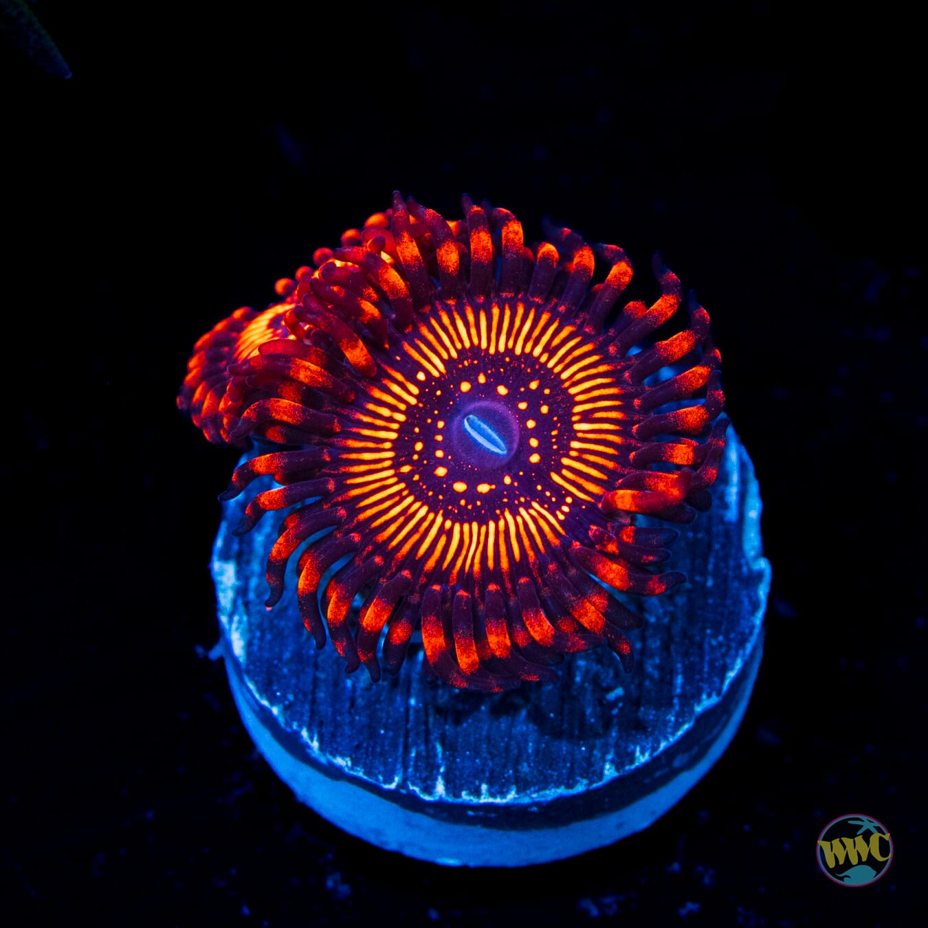 WWC Balrog Zoanthids