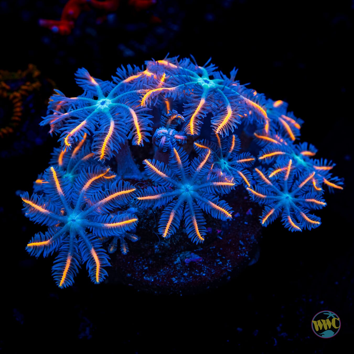 WWC Firework Clove Polyps