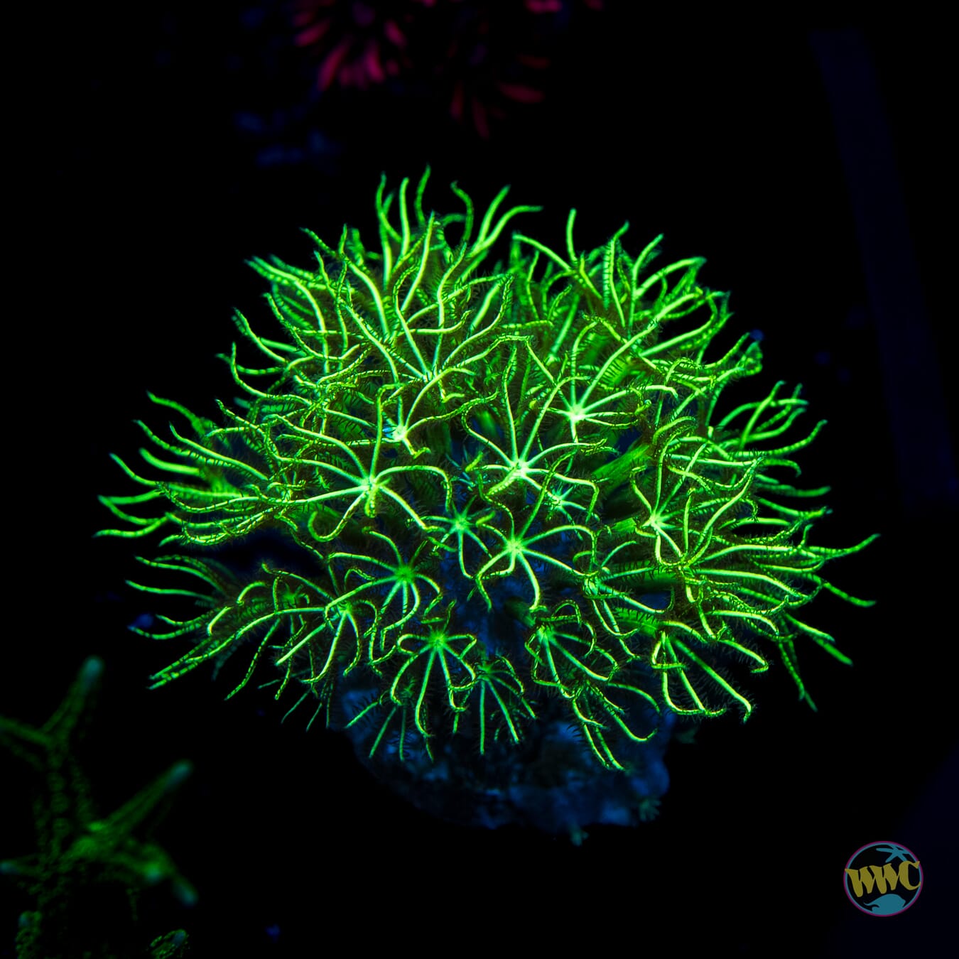 WWC Sizzling Star Polyps